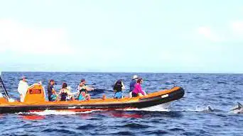 Padstow Sealife Safaris - Boat Trips in Cornwall