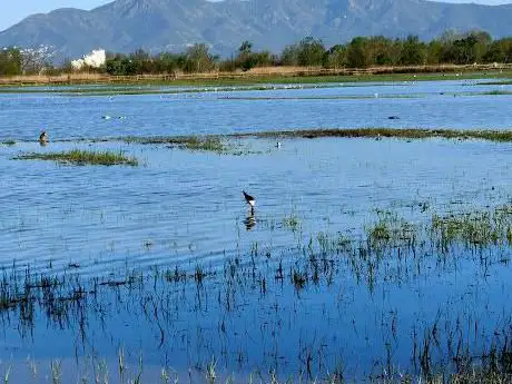Photo de Parc naturel des Aiguamolls