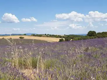 Lavender Fields