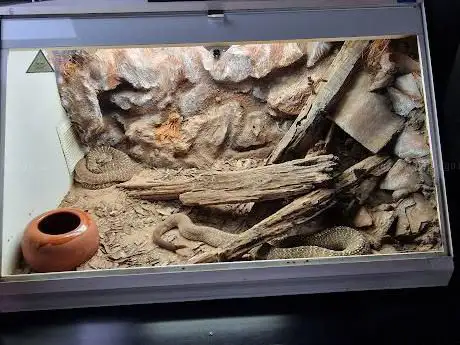 Photo de Reptiles