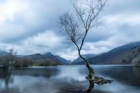 Photo de Lone tree