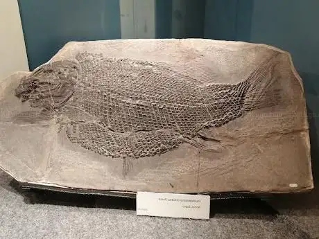 Photo de Museo Brembano di Scienze Naturali