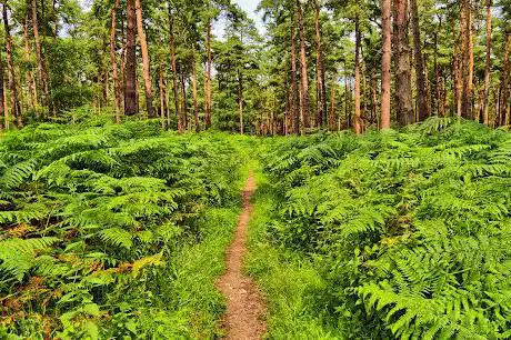 Photo de White Hills Wood