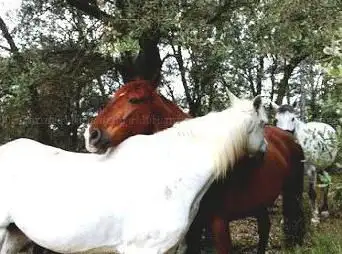 Photo de Cavalls de Trulls