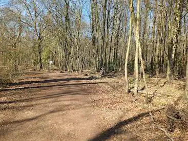 Thielenbrucher Forest