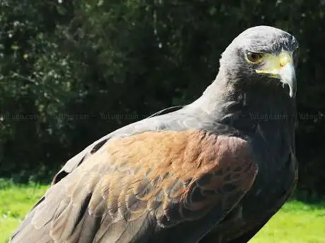 Vale Royal Falconry Centre
