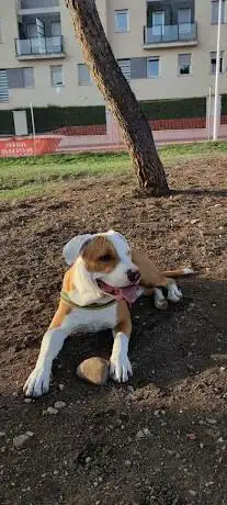 Photo de Canino Santa Pola Park