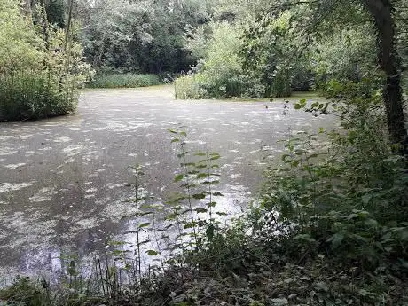 Pond Costessey