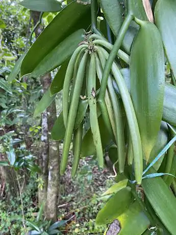 Plantation Vanilla Bourbon