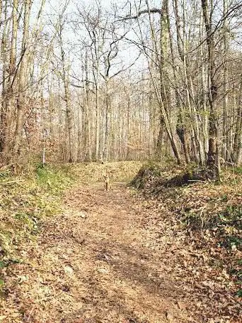 Photo de Sizay Woods