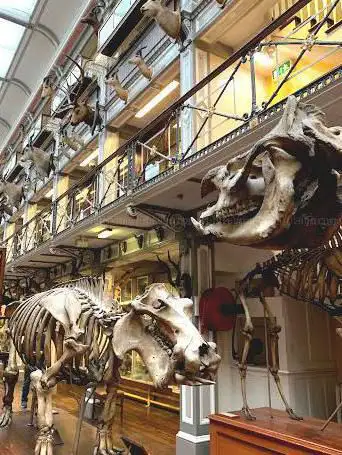 Photo de National Museum of Ireland - Natural History
