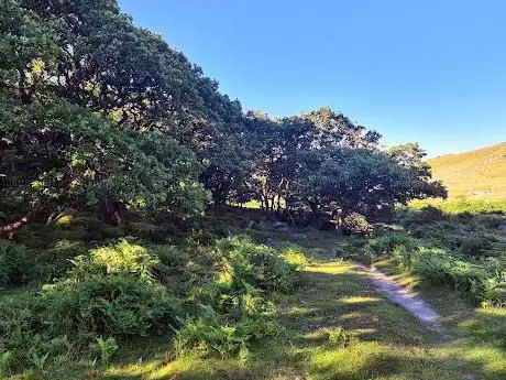Black-a-Tor Copse National Nature Reserve