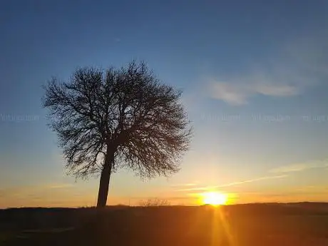L'arbre