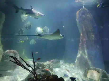 Photo de SEA LIFE Bray Aquarium