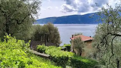 Limonaia the Malora