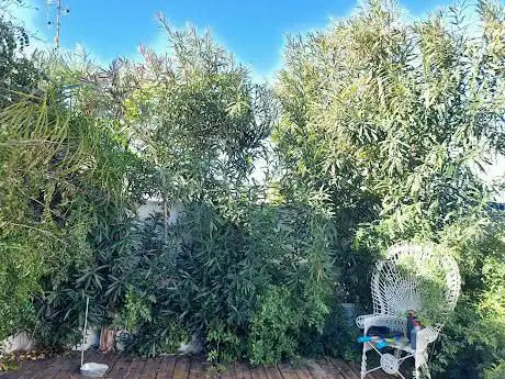 Manzano Garden