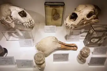 Photo de D'Arcy Thompson Zoology Museum - University of Dundee