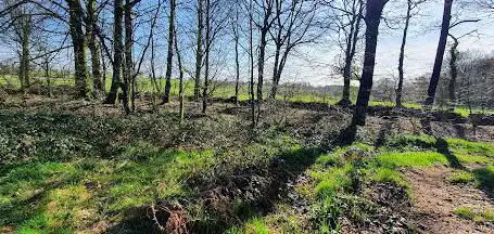 Forêt de Loudéac - Prince du Procureur