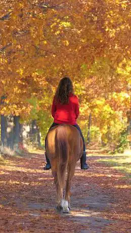 horsedynamics