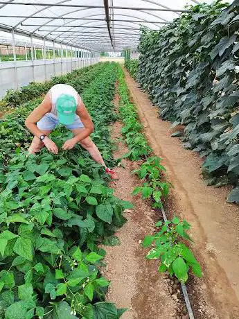 Azienda agricola Amerio Mauro