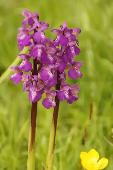 Photo de Marden Meadows