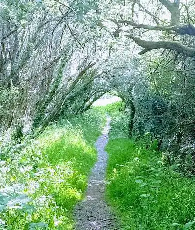 Gwernydd Penbre