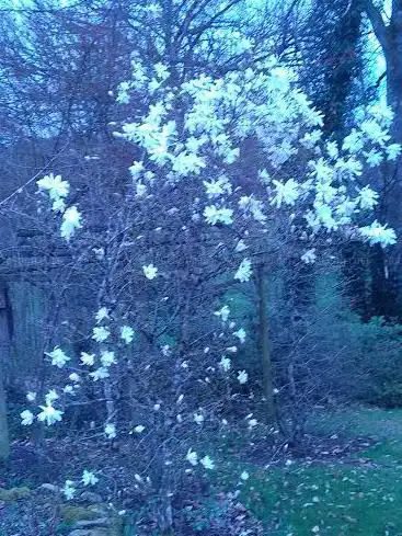 Photo de JARDIN DE LA GANILLE