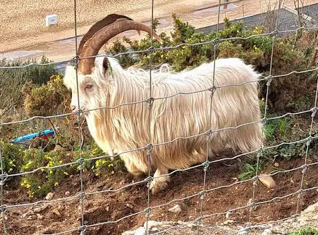 Photo de Bournemouth Goats