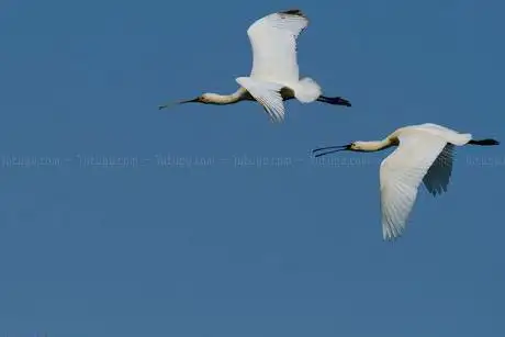 Photo de Cabo Roche. Proyecto Limes Marinas (Proyecto Limes Platalea)