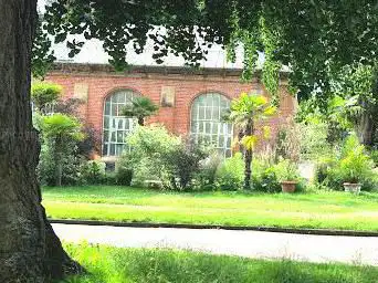 Fagus sylvatica Purpurea “hêtre purpureaâ€