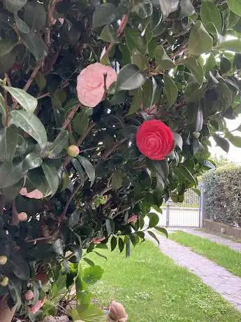 Photo de Associazione 'La Rosa Bianca'