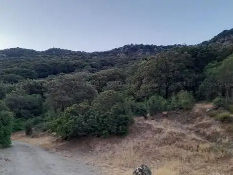 Foresta ''Padenti Mannu'' Nurri