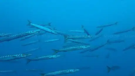Photo de Ocean VID
