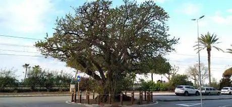 L'Arbre Verd