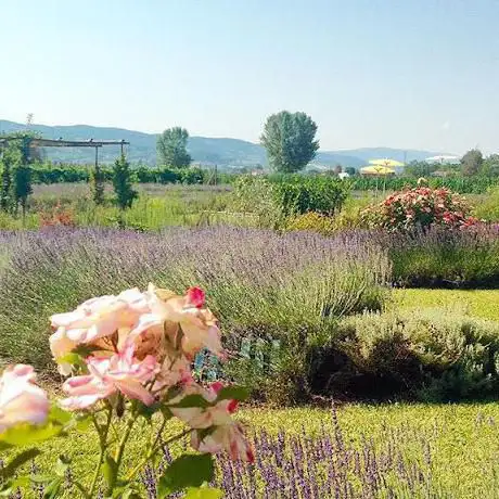 Campi di lavanda