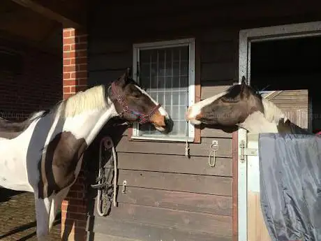 Photo de Foxglove Farm Childrens Riding Holidays Ltd
