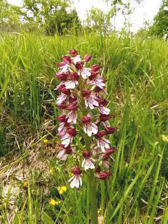 Photo de Coteau du moulin