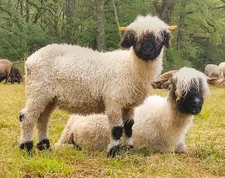 Photo de La ferme de Maillofargueix