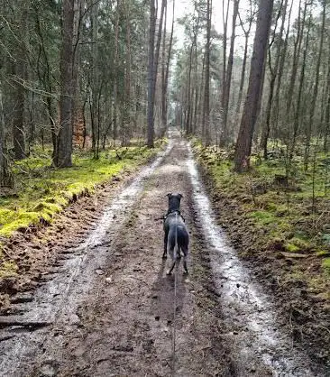 Utrechtse Heuvelrug National Park