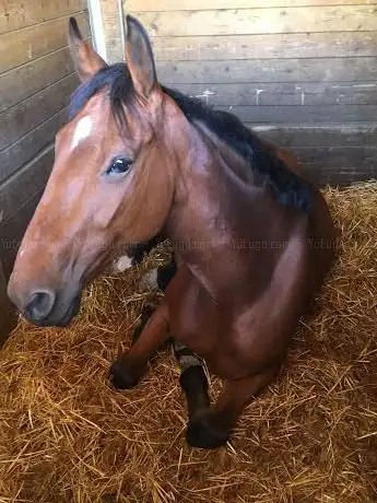 Poney Club des Quatre Chemins