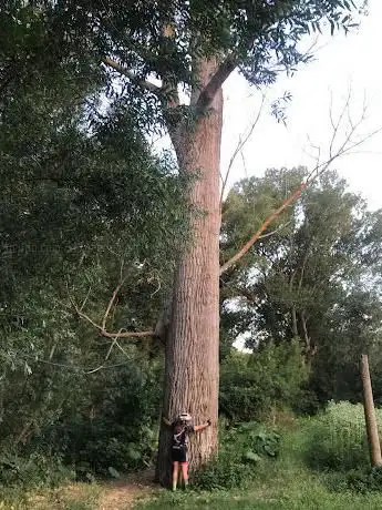 Ex Albero monumentale - torrente Arzilla