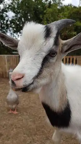 Photo de La Bergerie 78730