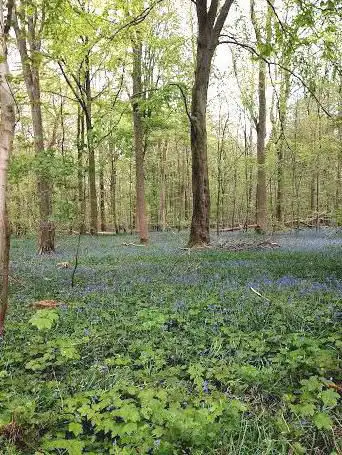 Photo de Marœuil Woods