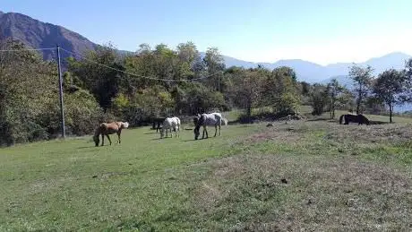 Azienda Agricola Cortin - Barbara Parziale Istruttore Parelli