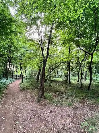 Bosco del Ratto