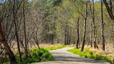 Birgeler Urwald