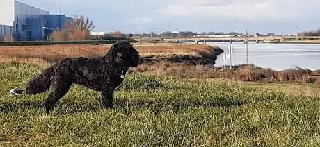 Photo de Tail Sluice