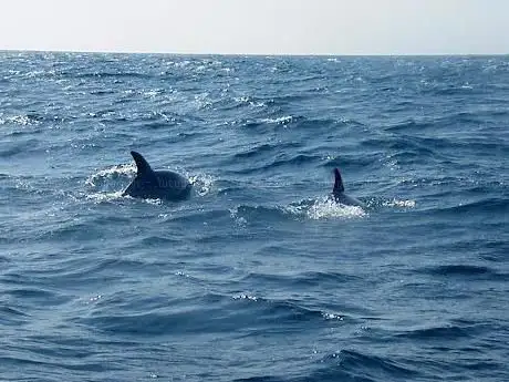 Wildwatch Algarve
