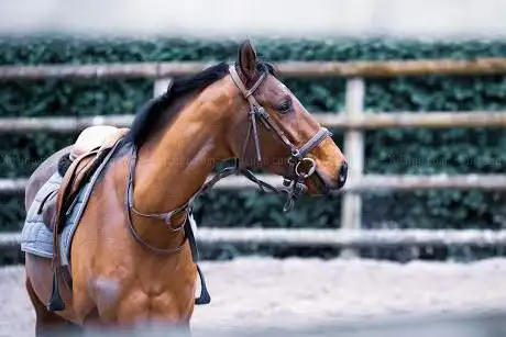 Ecole d'équitation Le Manoir