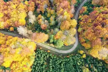Forêt de la Morille
